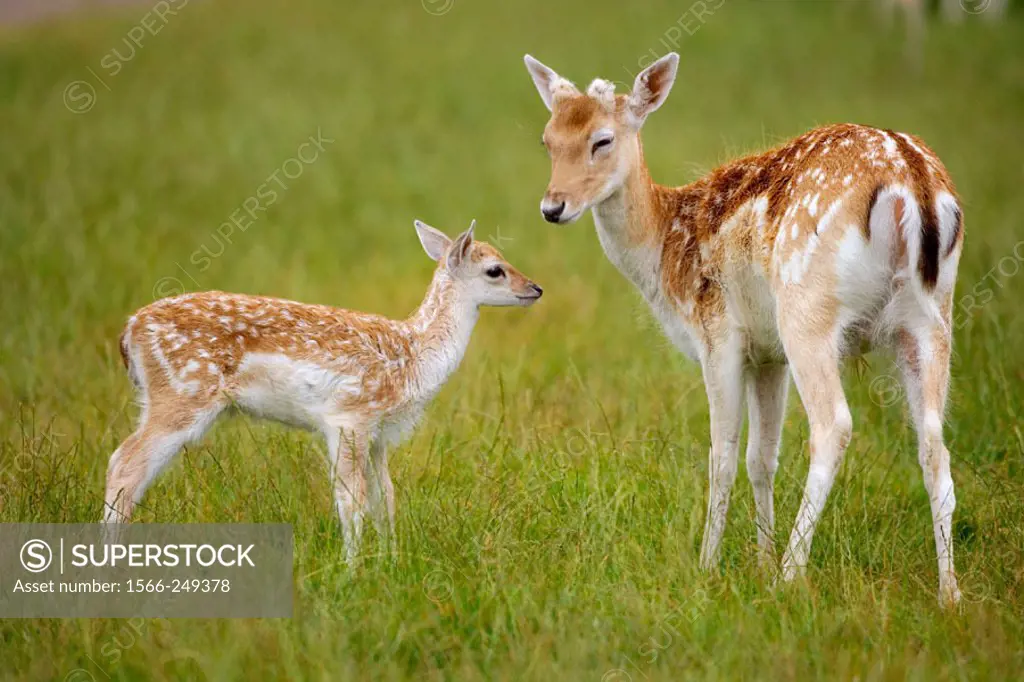 Fallow Deer (Dama dama) & Fawn