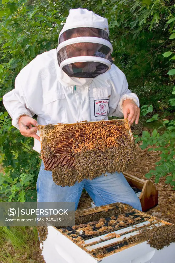 Beekeeper examining comb from the brood chamber of hive. The frame has capped brood and eggs. This short frame has drone brood on the bottom, which th...