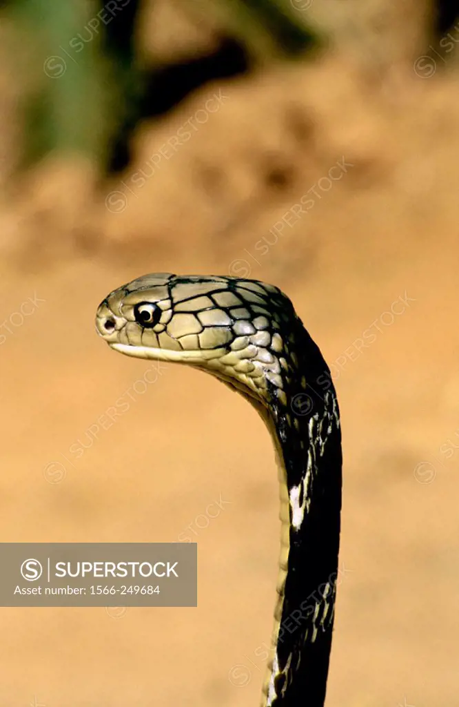 King cobra at Patia. Bhubaneswar. India.