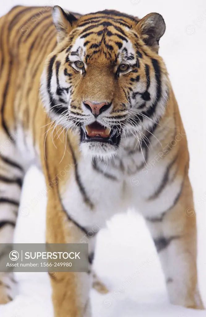 Siberian Tiger (Panthera tigris altaica)in snow, Nuremberg zoo, Germany