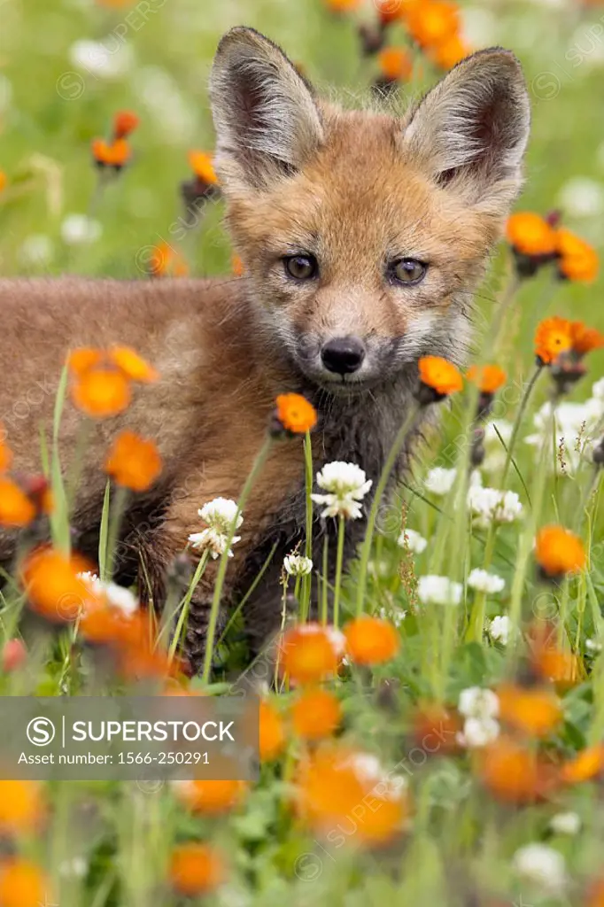 Red Fox (Vulpes vulpes) cub. Minnesota, USA