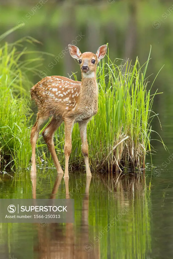 White-tailed Deer (Odocoileus virginianus). Minnesota, USA