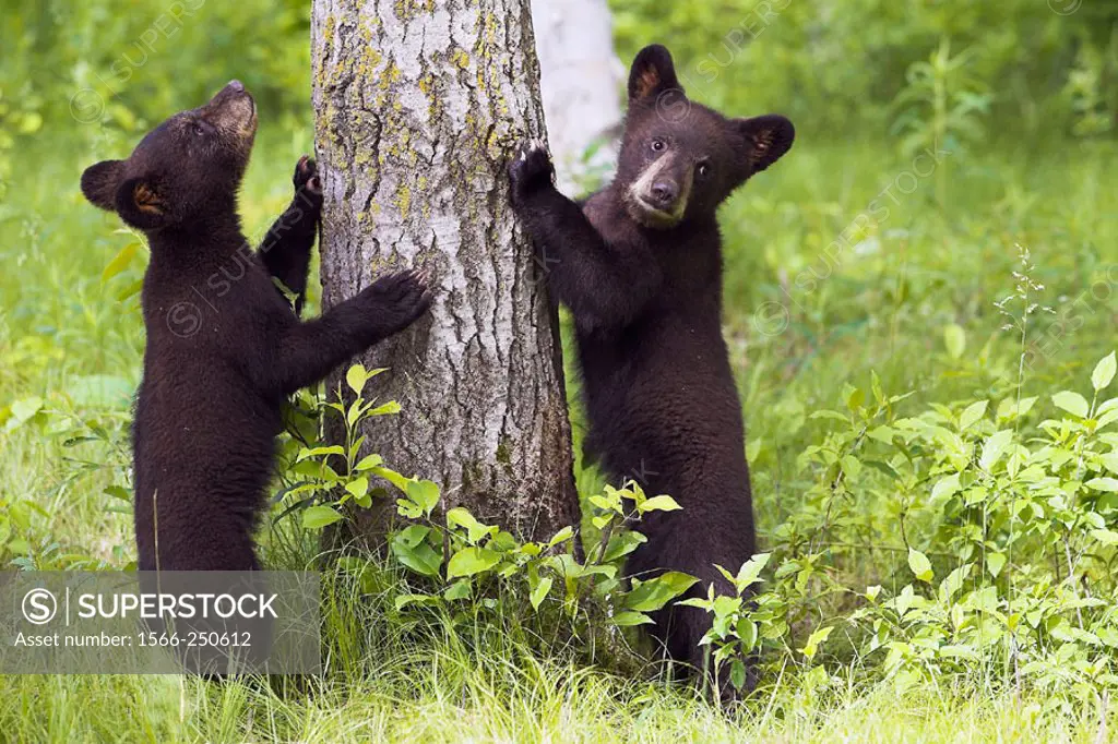 Black Bear (Ursus americanus) cubs. Minnesota, USA