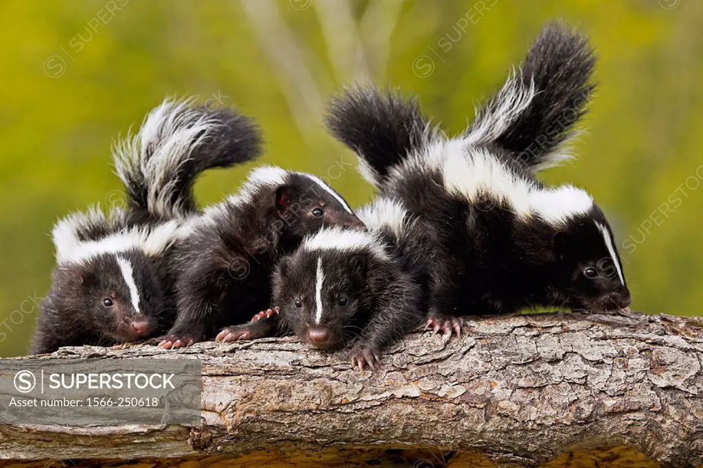 Striped Skunks (Mephitis mephitis) cubs. Minnesota, USA
