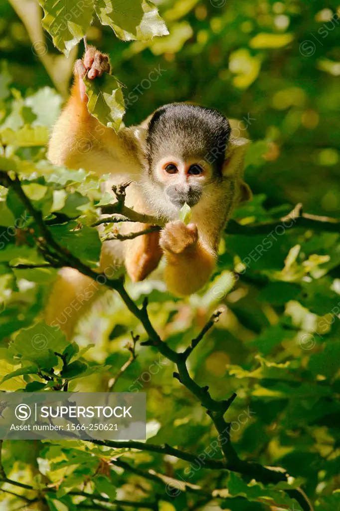 Squirrel Monkey (Saimiri scireus), captive. The Netherlands