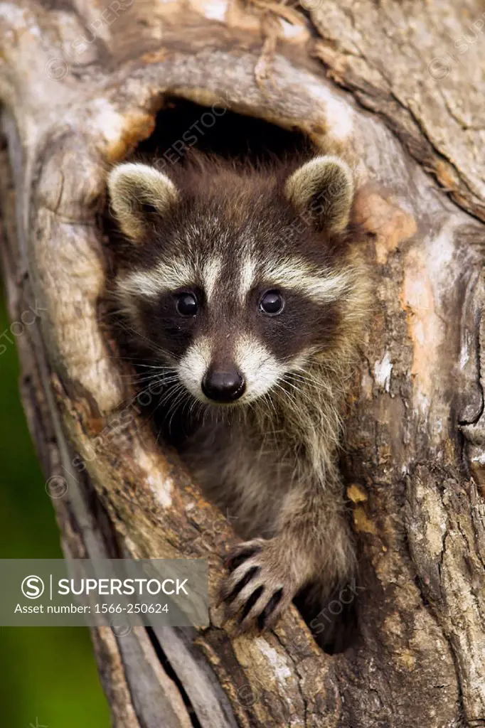Raccoon (Procyon lotor) young, captive on gamefarm. Minnesota, USA