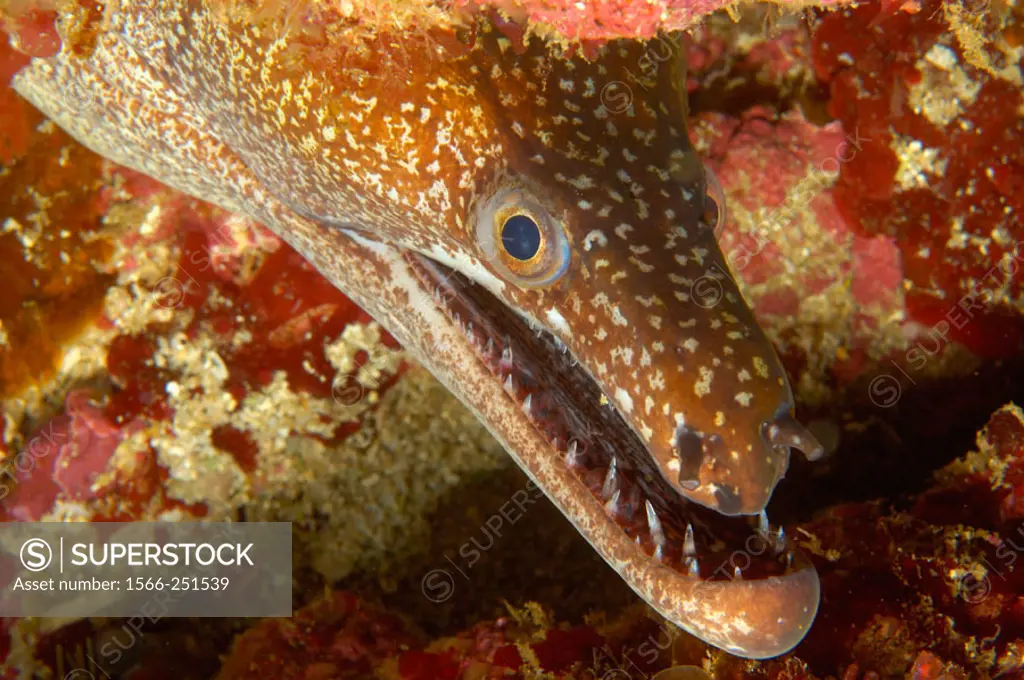 Mosaic moray eel (Enchelycore ramosa). Poor Knights Islands, New Zealand. South Pacific Ocean.