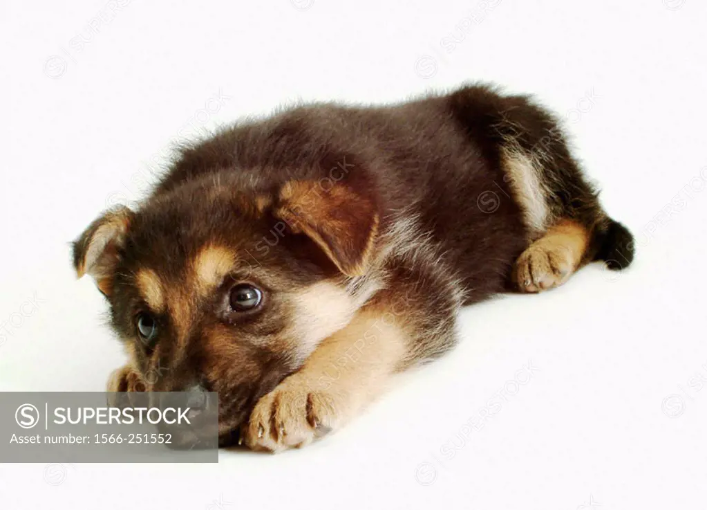 Puppy of German shepherd