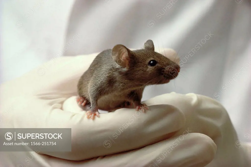 Hand with mouse used for gene splicing research.