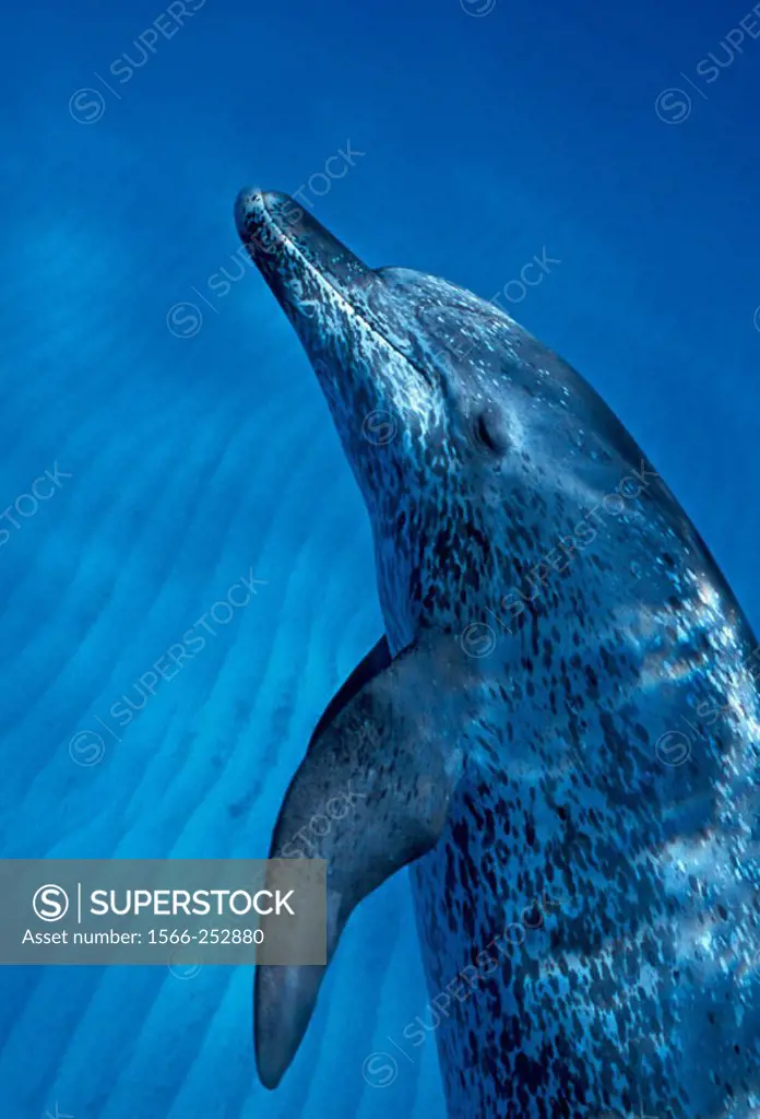 An adult Atlantic Spotted Dolphin (Stenella frontalis) glides respectfully close, Bahama Banks, Bahama Islands.