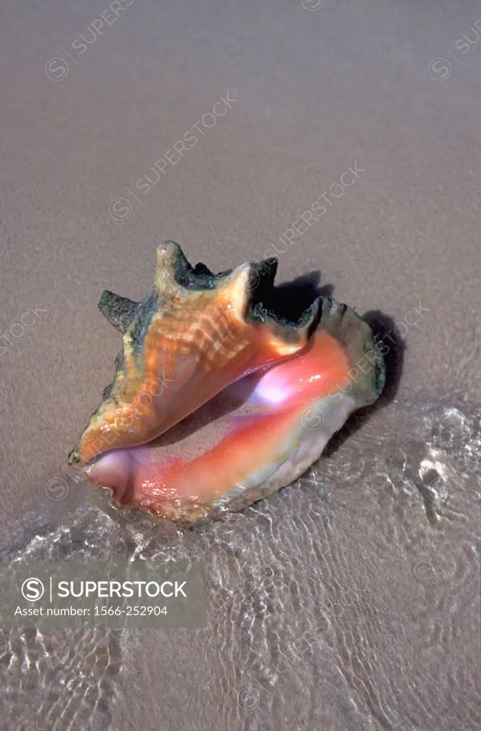 Vertical image of a Queen Conch shell washed on shore by the daily tides - Gibbs Cay -Turk Islands