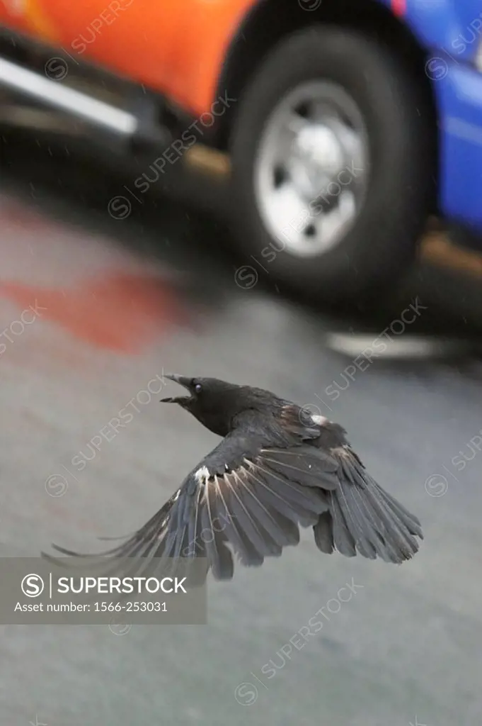 Seattle, WA, USA - Raven (Corvus corax) flying low through a parking area