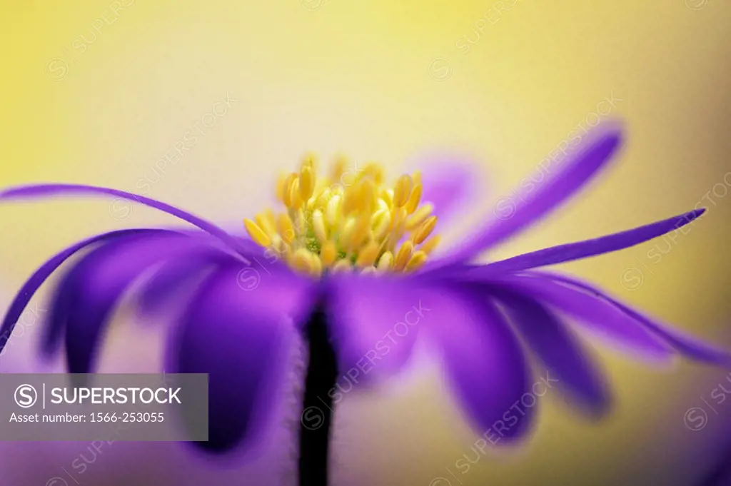 Close up of the flower of Anemone blanda