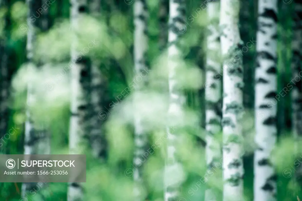 Non-sharp picture of a birchforest in finland with non-sharp plants in front