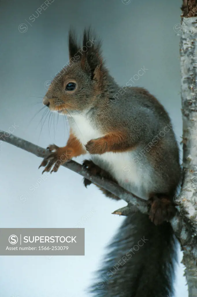 European Squirrel in his winter-fur