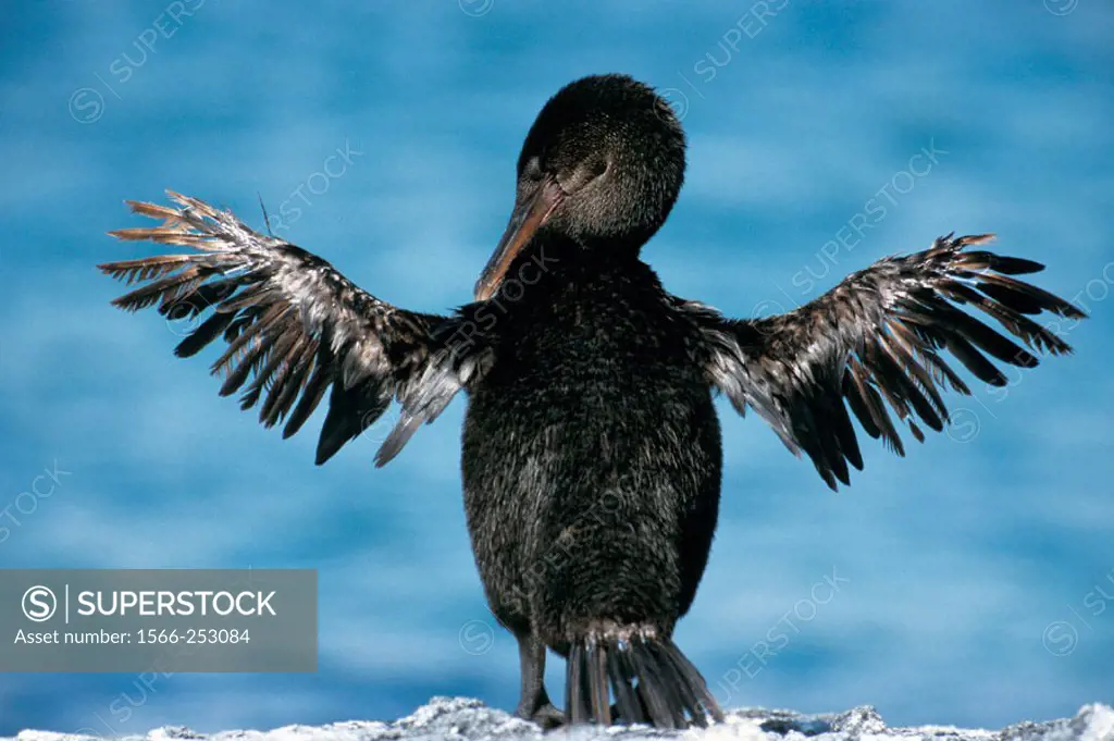 Flightless Cormorant (Nannopterum harrisi) endemic on the Galapagos Islands, especially living on Fernandina and Isabella.