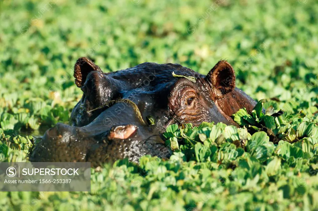 Hippo resting in the safety of a pond, which was complete covered with waterplants.