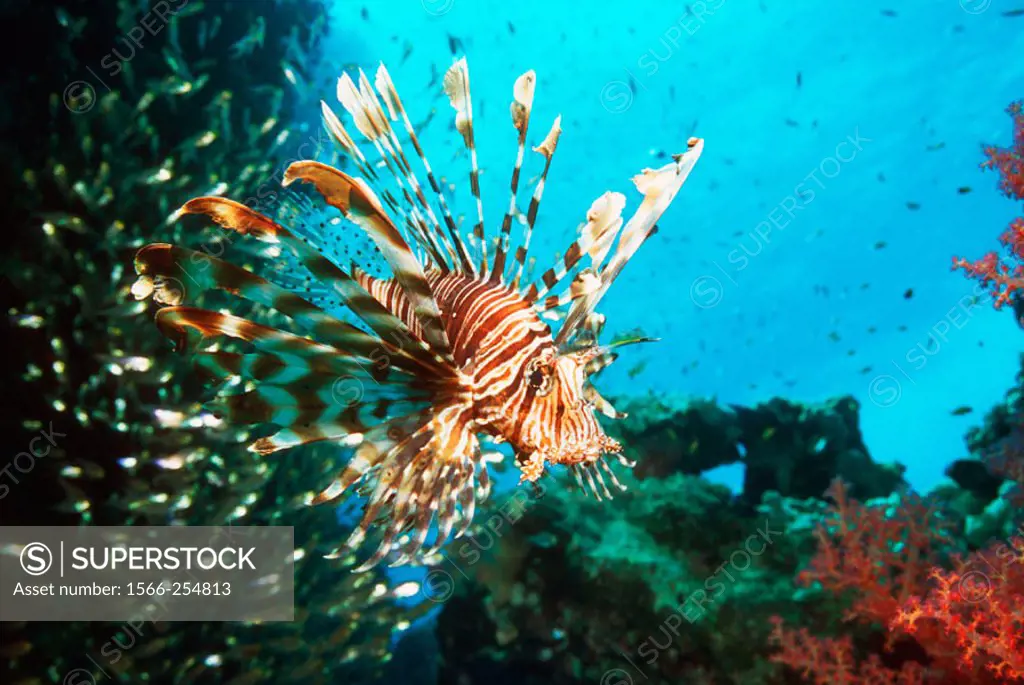 Lionfish or Turkeyfish (Pterois volitans) hunting small fish.  Egypt, Red Sea.