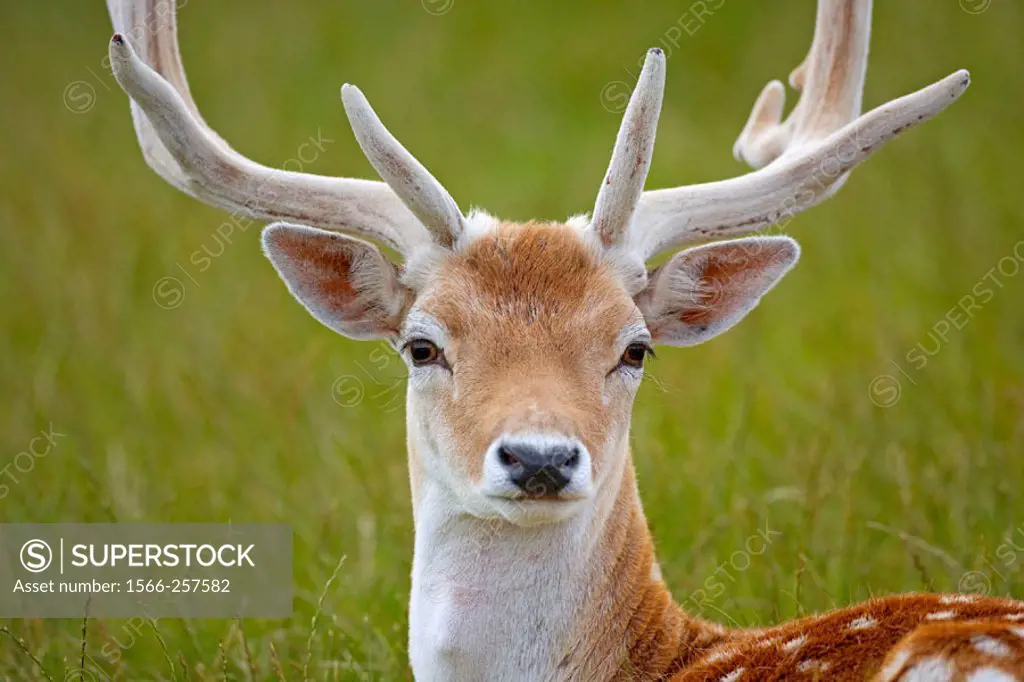 Fallow deer (Dama dama). Buck in velvet.