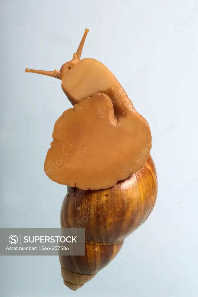 Giant African land snail (Achatina fulica). Showing.