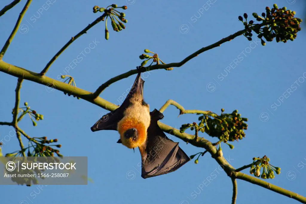 Endangered endemic fruit bat in Mayotte (Pteropus seychellensis comorensis). Indian Ocean.