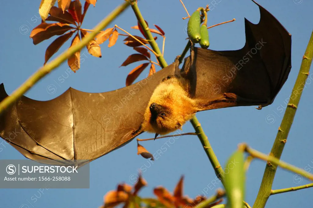 Endangered endemic fruit bat in Mayotte (Pteropus seychellensis comorensis). Indian Ocean.