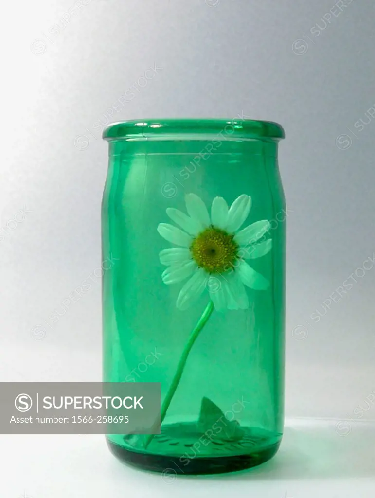 Daisy in green glass jar