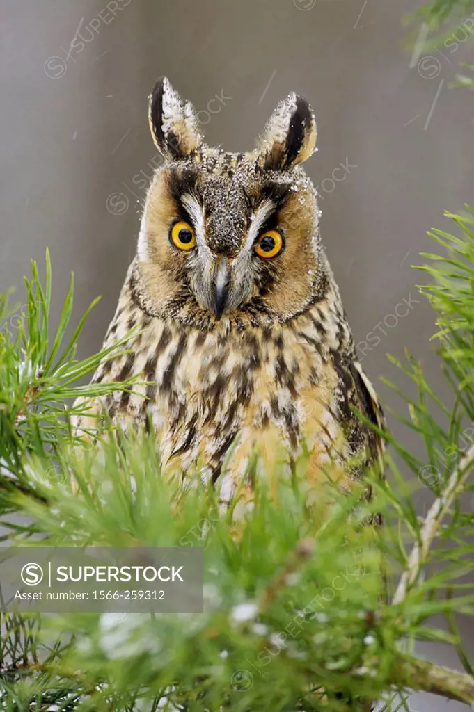 Long-eared Owl (Asio otus) perched in pine tree in snow. Scotland (captive-bred bird).