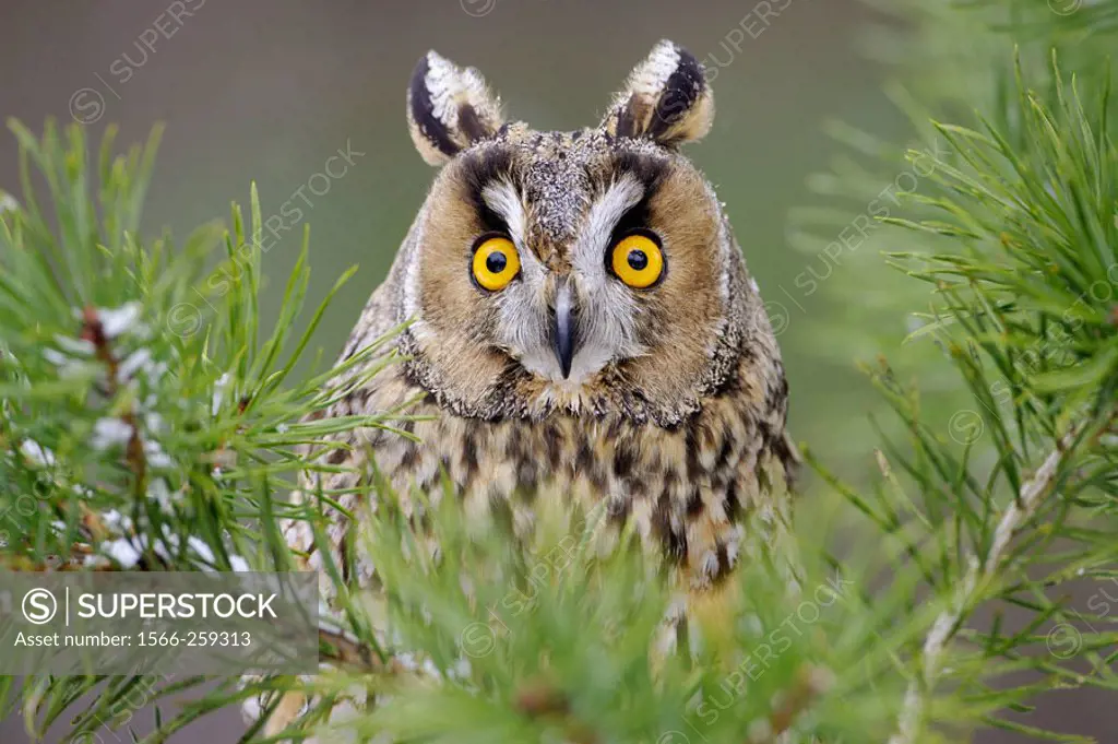 Long-eared Owl (Asio otus) portrait of adult perched in pine tree in winter. Scotland (captive-bred bird)