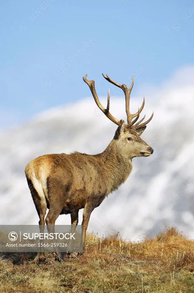 Red Deer (Cervus elaphus) stag on moorland in late winter. Scottish Highlands.