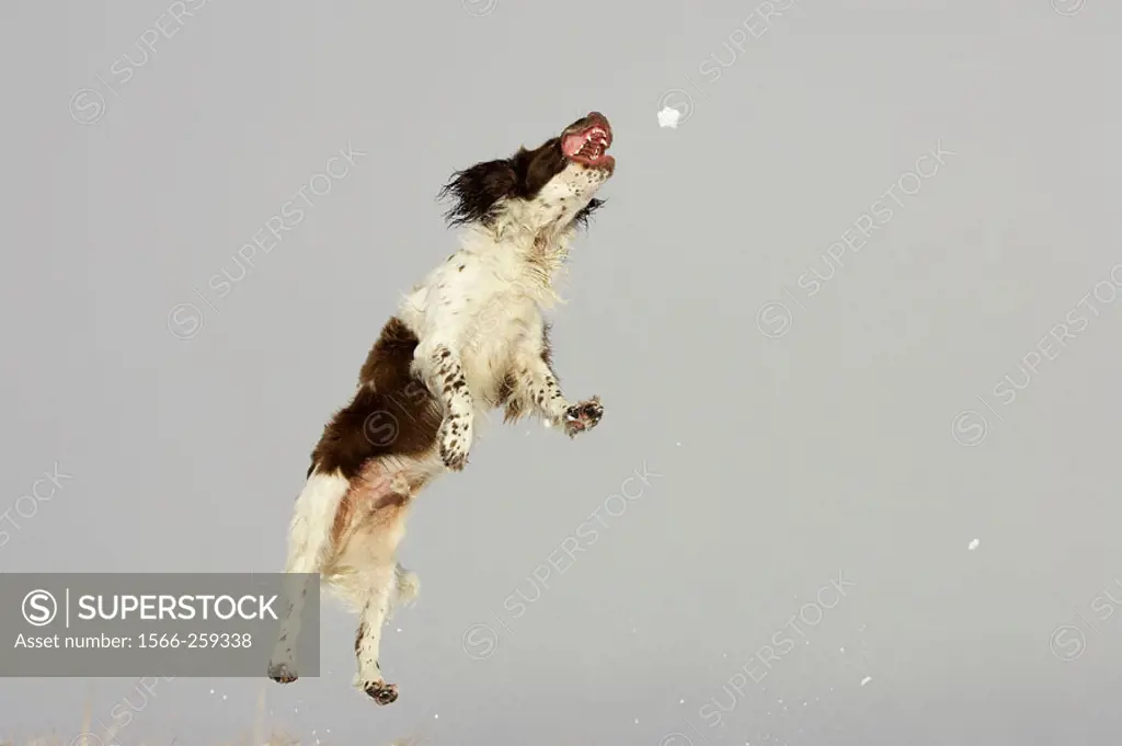 English Springer Spaniel dog jumping off ground into air to catch snowball. UK.