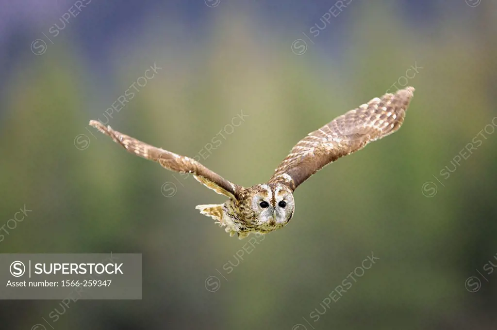 Tawny Owl (Strix aluco) adult in flight. Scotland. April.