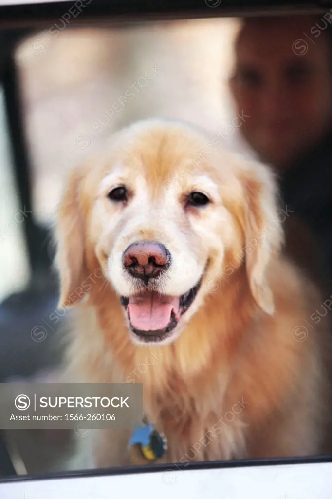 Golden retriever dog smiling at the camera