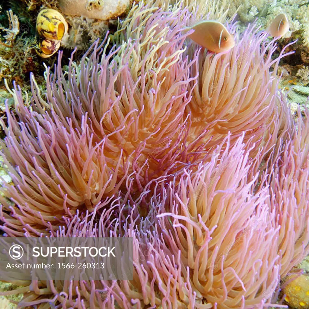 Pink anemone fish, Amphiprion perideraion, and magnificent sea anemone, Heteractis magnifica, Puerto Galera, Mindoro, Philippines