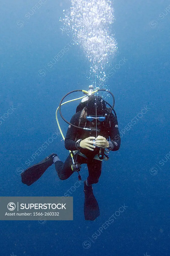 Scuba diver prepares to inflate signaling device during ascent in open water, Puerto Galera, Mindoro, Philippines