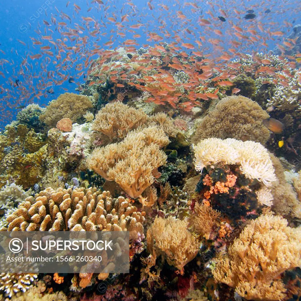 Highly diverse coral reef including a multitude of anthias, and soft corals, Verde Island, Philippines