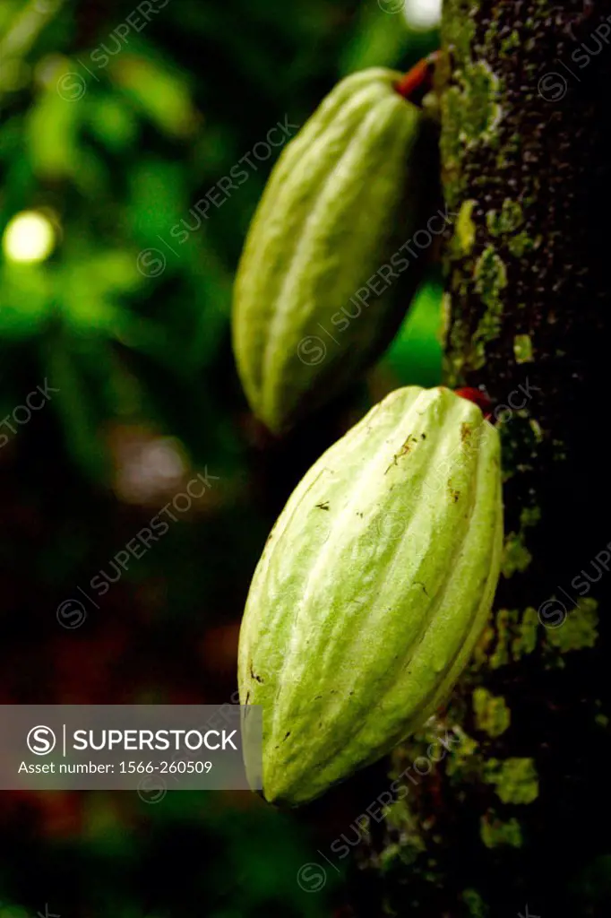 Cacao tree with fruit pods. Tabasco, Mexico