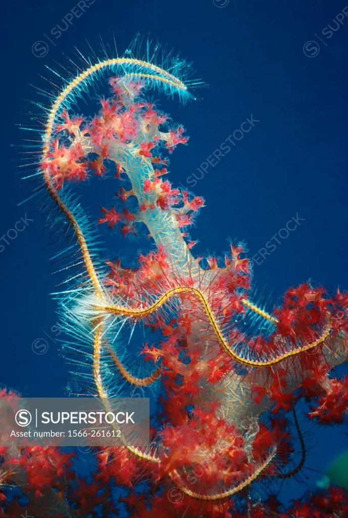 Brittlestar (Ophiothrix sp.) on soft coral. Egypt, Red Sea.