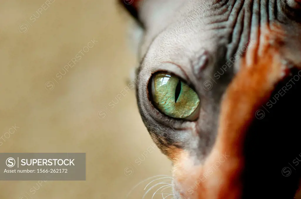 Eye of a female adult Cornish Rex show cat gold green and a Calicl
