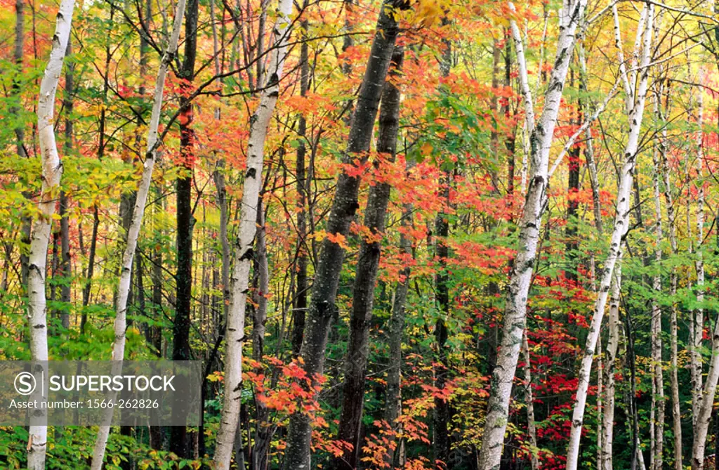Birch trees mixed in with trees in autumn colors - horizontal