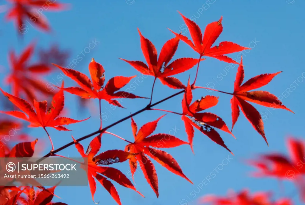 Japanese Maple. Acer palmatum. November 2005, Maryland, USA