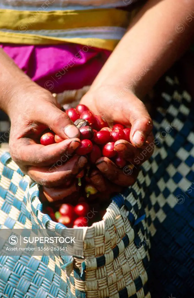 Coffee plantation, Veracruz state, Mexico