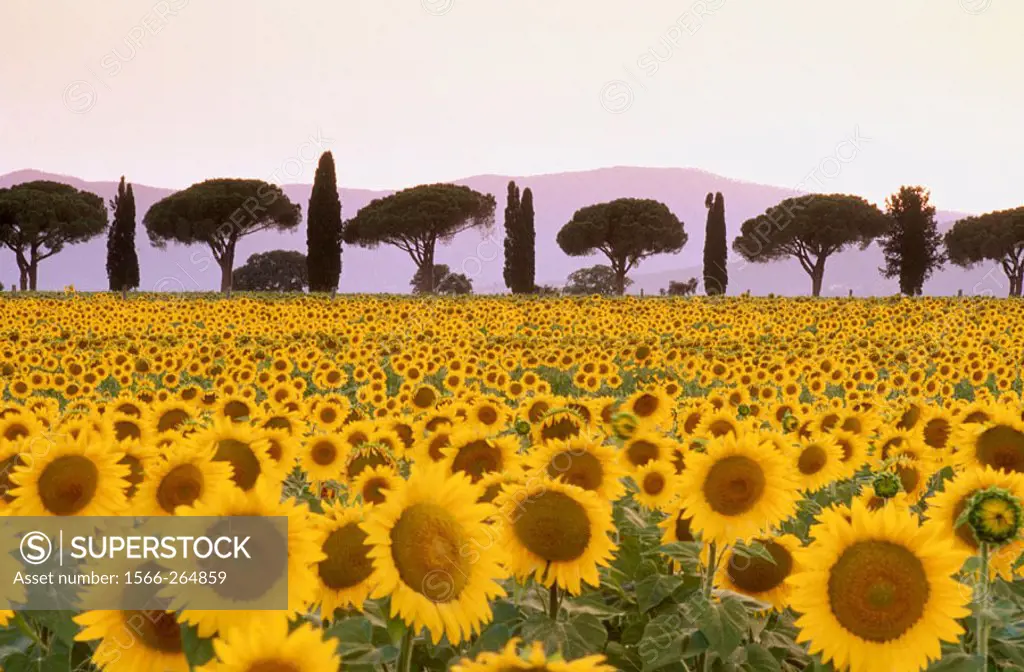 Sunflower field in front of Pines and Cypresses alley, Maremma, Tuscany, Italy