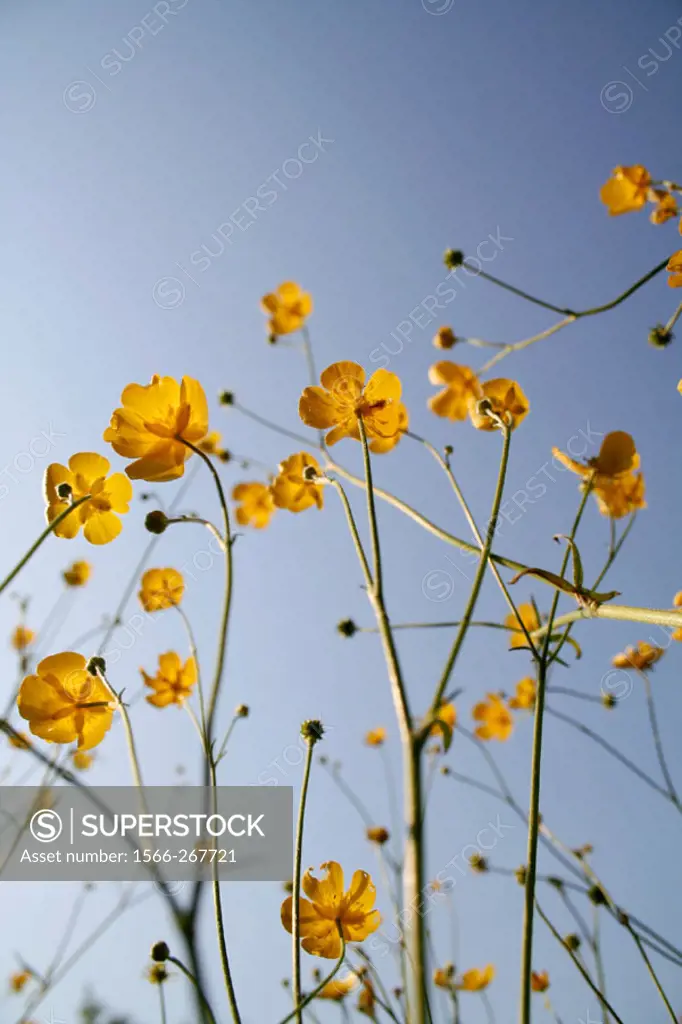 Yellow buttercup blossoms, Ranunculus sp., Ranunculaceae