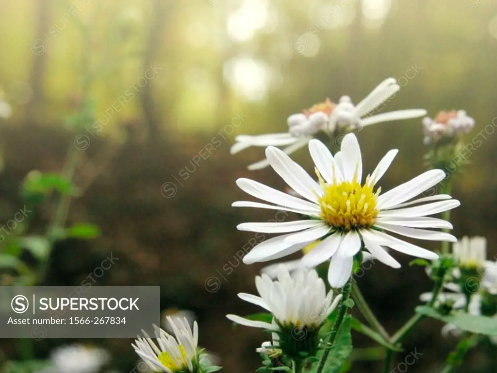 Wild asters (Aster sp.) - Appalachian foothills, Southeast Ohio, USA