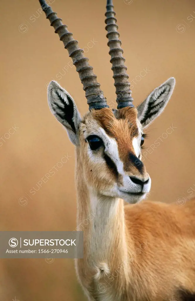 Thomson´s Gazelle (Gazella thomsoni), buck. Masai Mara Game Reserve. Kenya