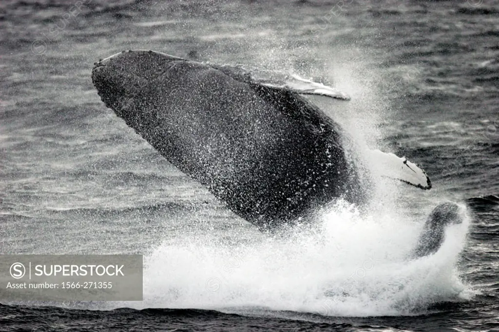 Adult Humpback Whale (Megaptera novaeangliae) breaching in Southeast Alaska, USA.