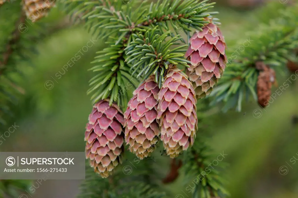 Sitka Spruce (Picea sitchensis) with cones in Southeast Alaska, USA.