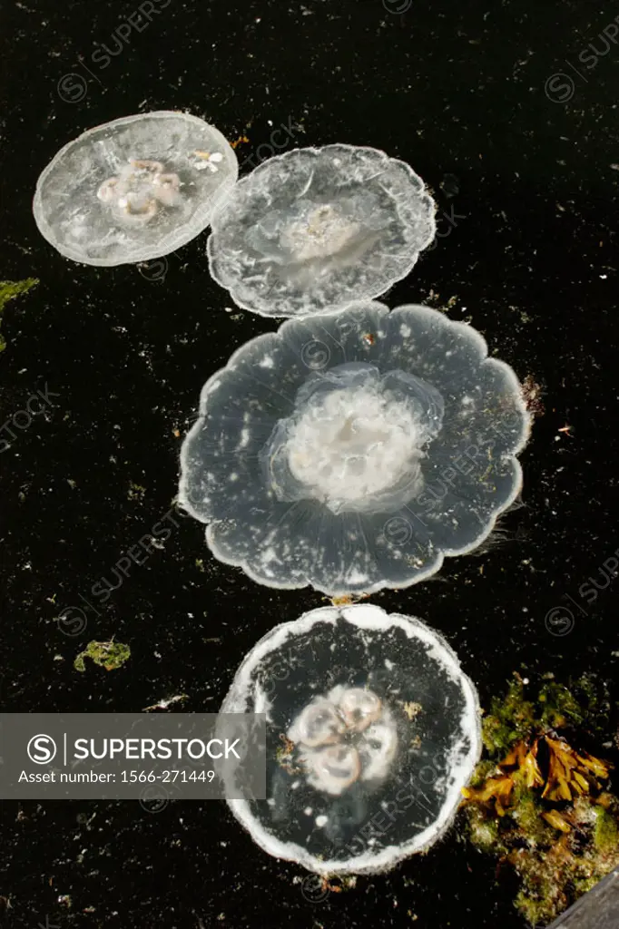 unknown jellyfish species on surface. Baranof Island, southeast Alaska, USA.
