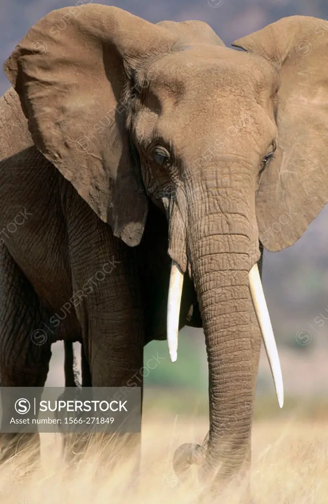 African Elephant (Loxodonta africana). Samburu National Reserve. Kenya